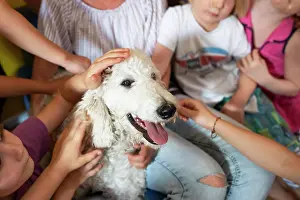 Stroking: Children stroking dog, white king poodle, animal