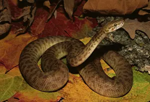 Nonvenomous: Children's Python