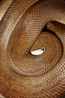 Python: CHILDREN'S PYTHON - incubating eggs
