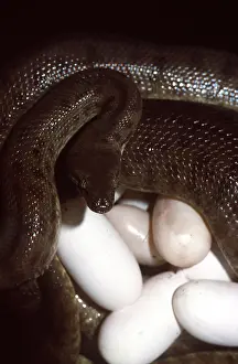 Geoff Trinder: CHILDREN'S PYTHON - incubating eggs