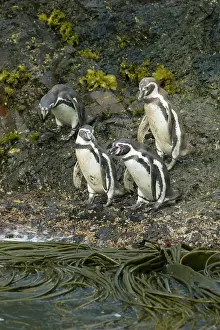 Humboldt: Chile, Chiloe Island, Humboldt Penguins