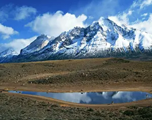 Guanicoe: Chile - Guanacos