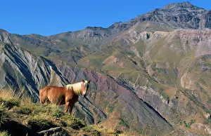 Fernando: CHILE - Horse in the Andes above San Fernando, Region 6