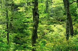 Pumilio: Chile - Lenga forest (Nothofagus pumilio) with