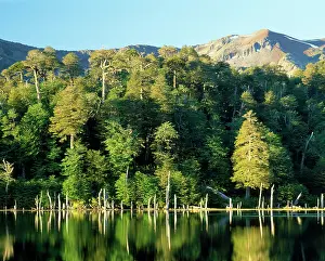 Araucaria: Chile - Luguna Captren surrounded by cool temperate