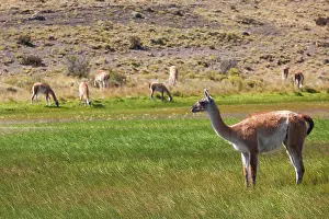 Patagonian: Chile, Magallanes Region, Torres del Paine