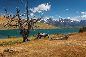 Patagonian: Chile, Magallanes Region, Torres del Paine