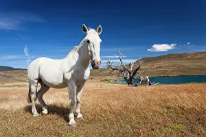 Patagonian: Chile, Magallanes Region, Torres del Paine