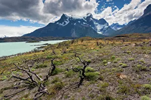 Patagonian: Chile, Magallanes Region, Torres del Paine