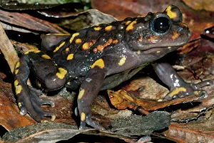 Calyptocephalellidae: Chile Mountains False Toad
