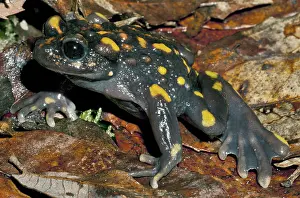 Calyptocephalellidae: Chile Mountains False Toad