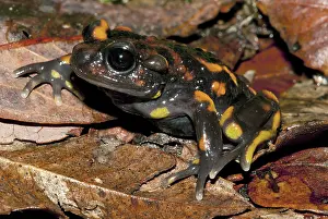 Calyptocephalellidae: Chile Mountains False Toad