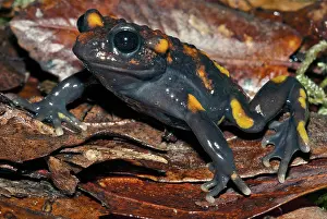 Calyptocephalellidae: Chile Mountains False Toad