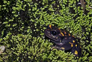 Calyptocephalellidae: Chile Mountains False Toad