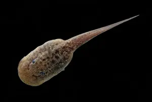 Disk: Chile Mountains False Toad Tadpole