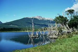 Fuego: Chile - Tierra del Fuego near Puerto Williams