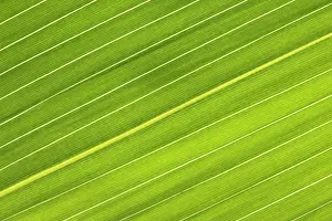 Veins: Chilean Bamboo - Close-up of parallel leaf veins