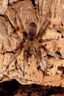 Tarantula: Chilean Beautiful Tarantula, Euathlus truculentus