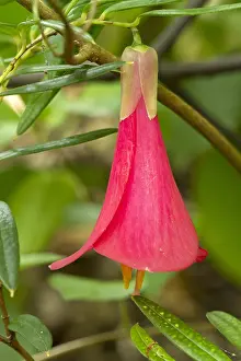 Liliales: Chilean Bellflower (Philesia magellanica) flower