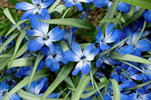 Crocuses: Chilean blue crocus - from the high Andes