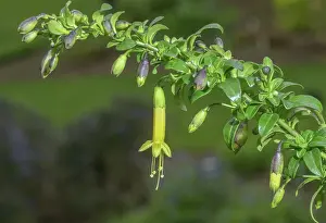 Thorn: Chilean box thorn, Vestia foetida, in flower in