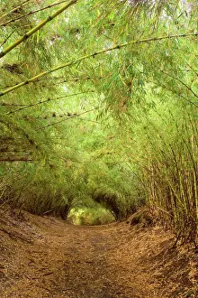 Leads: Chilean Feather Bamboo / Coligue Bamboo/ Colihue