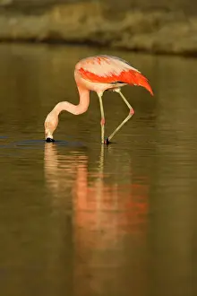 Chilensis: Chilean Flamingo