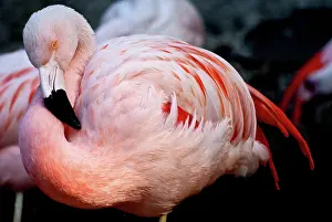 Chilensis: Chilean Flamingo