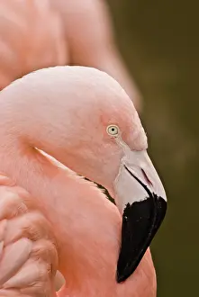 Chilensis: Chilean Flamingo