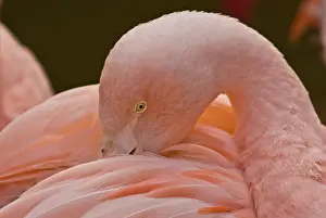 Chilensis: Chilean Flamingo