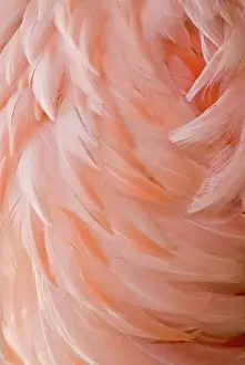 Chilensis: Chilean Flamingo