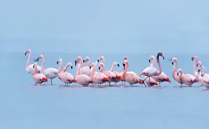 Grevelingen: Chilean Flamingo