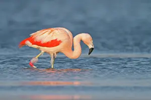 Veluwemeer: Chilean Flamingo