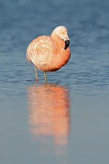 Veluwemeer: Chilean Flamingo