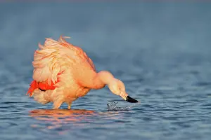 Veluwemeer: Chilean Flamingo