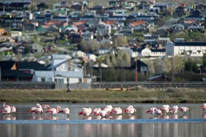 Calafate: Chilean Flamingo