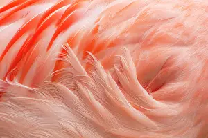 Chilensis: Chilean Flamingo - abstract