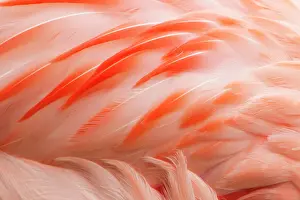 Chilensis: Chilean Flamingo - abstract