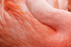 Chilensis: Chilean Flamingo - abstract