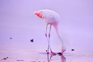 Chilensis: Chilean Flamingo - adult feeding by stalking through