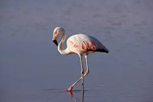 Chilensis: Chilean Flamingo - adult stalking through a saline laguna