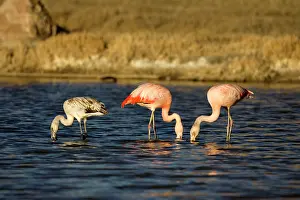 Chilensis: Chilean Flamingo - Adults and immature (left)
