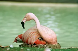 Chilensis: Chilean FLAMINGO - and chick