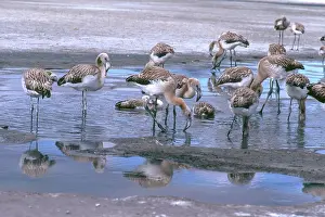 Creche: Chilean Flamingo Chicks