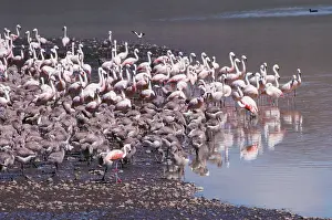 Chilensis: Chilean Flamingo - colony with young
