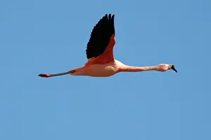 Chilensis: Chilean Flamingo - in flight