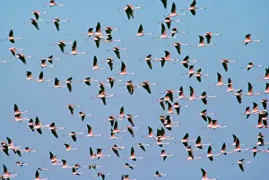 Chilensis: Chilean Flamingo - in flight