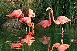 Chilensis: Chilean Flamingo - group in water