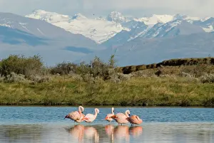 Calafate: Chilean Flamingo Laguna Nimez Reserve; El