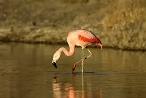 Chilensis: Chilean Flamingo - on one leg
